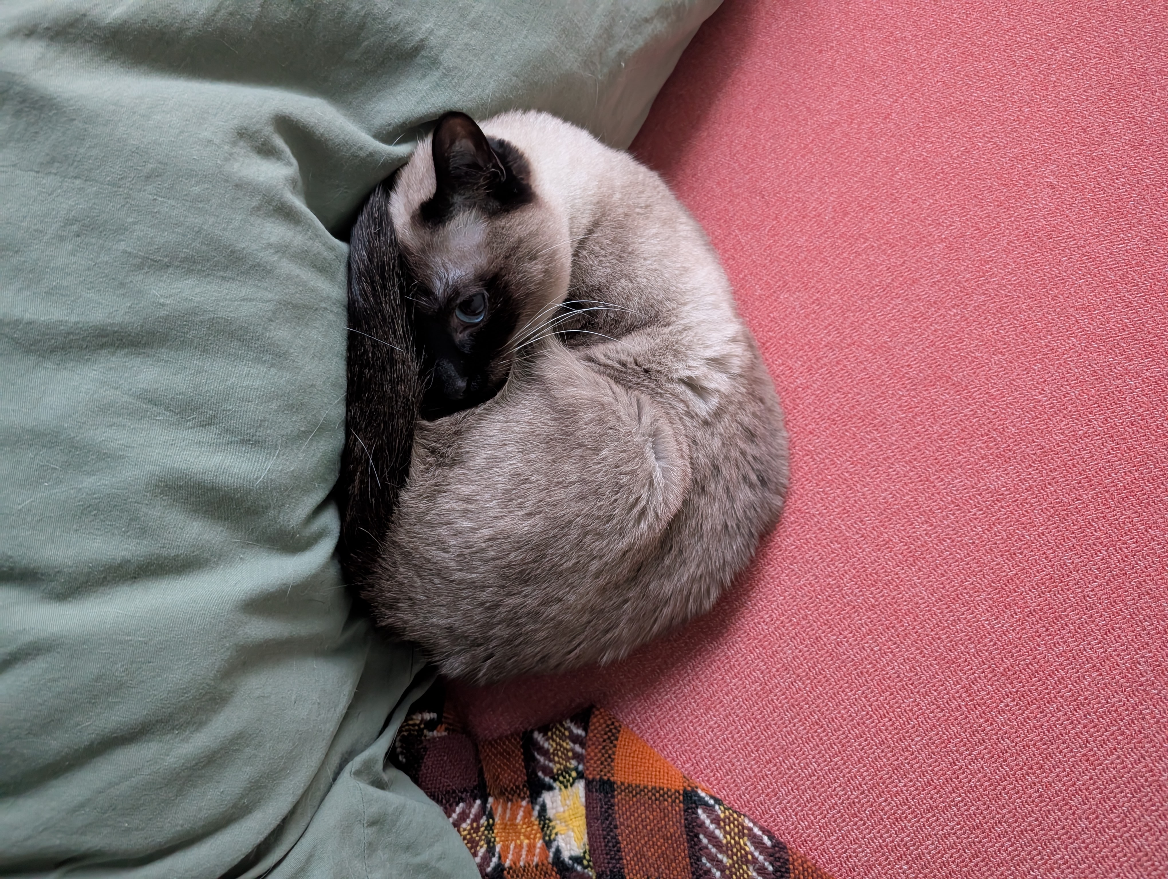 paloma
